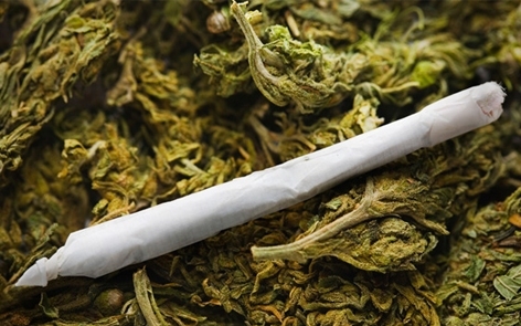 Több mint másfél mázsa marihuánát találtak Röszkénél