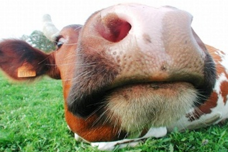 Már 150 ezer liter tejet adott a német szuper tehén