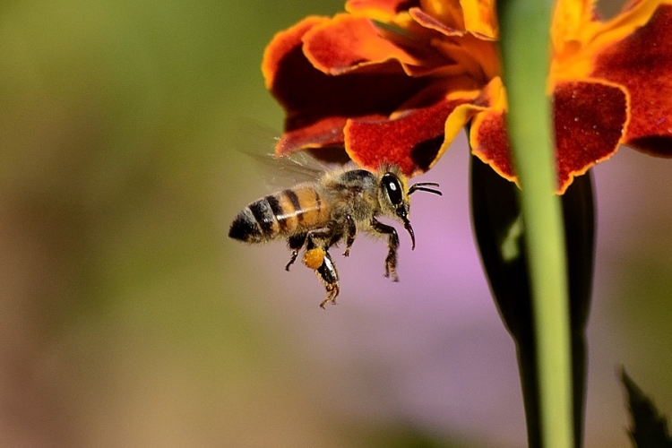 Nagy veszteséget szenvedtek a méhek, kevés mézre lehet számítani 