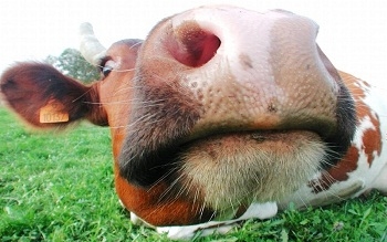 Már 150 ezer liter tejet adott a német szuper tehén