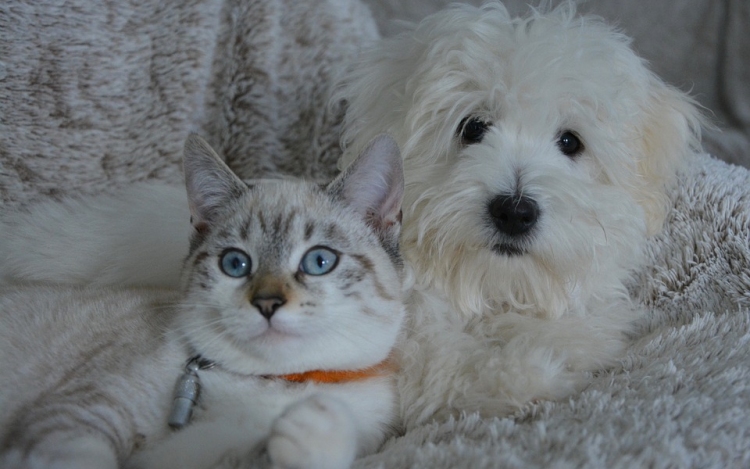 A kutyák és a macskák általában harmóniában élnek egymással