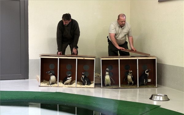 Fókák és pingvinek érkeztek a Veszprémi Állatkertbe
