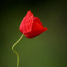 Képeket vegyenek az Arany iskoláért!