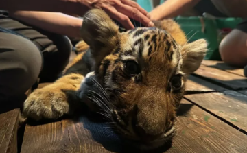 Elpusztult Szása, a Fővárosi Állat- és Növénykert kistigrise