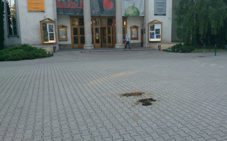 Lótrágya és örömünnep