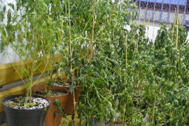 Droggal kapták el...