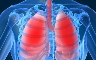 Emberi tüdőt hoztak létre laboratóriumban