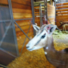 Hónap diákjai az állatkertben