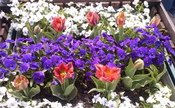 Városszépítés felső fokon