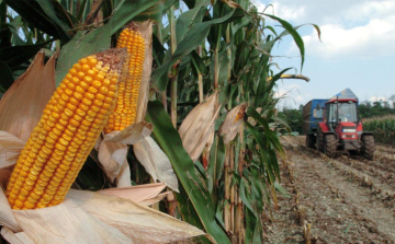 Sártenger a mezőgazdasági területeken