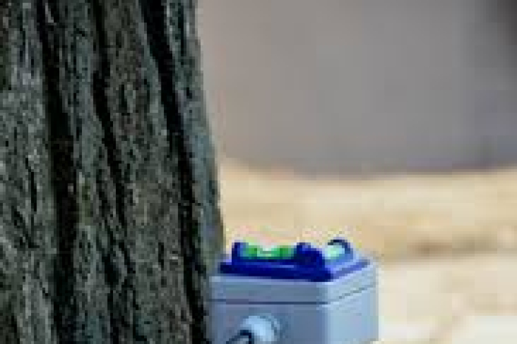 Az alpolgármester a platánokról