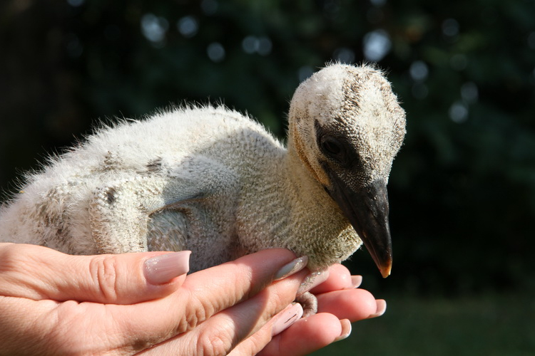 A tavasz hírnökei, lassan megérkeznek az utolsó gólyák is