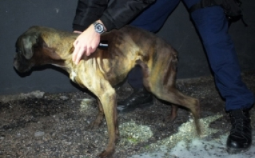 Éheztette a kutyáit