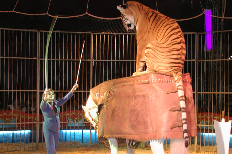 Négy vidéki cirkuszban rendezik meg szombaton a Cirkuszok éjszakáját