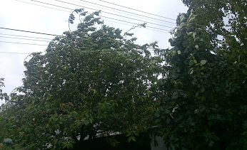 Kidőlt fák a megyében is, nálunk még nincs nagy baj