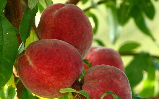 Bajban vannak a barackok!