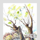 Képeket vegyenek az Arany iskoláért!