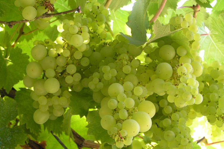 Szüreti fesztivál és felvonulás