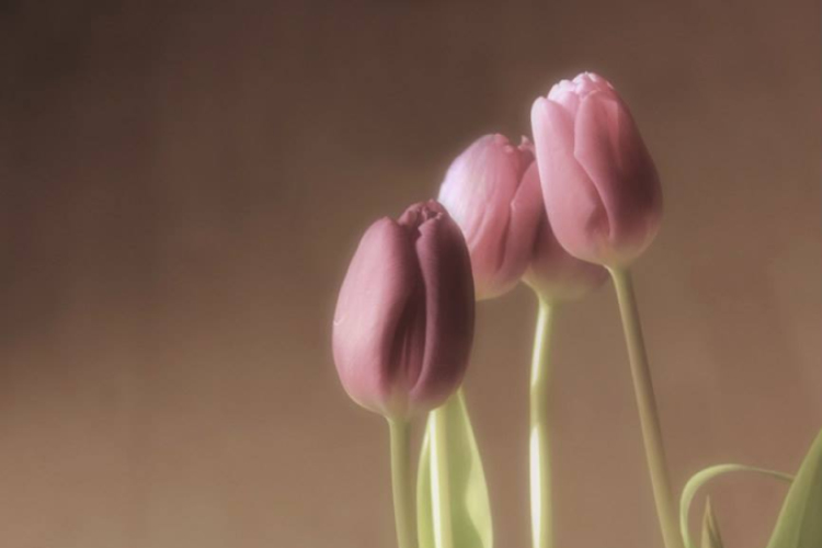 Képeket vegyenek az Arany iskoláért!