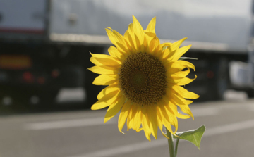 Matricák és büntetések