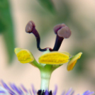 Képeket vegyenek az Arany iskoláért!