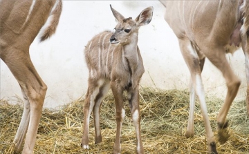 Különleges antilop hozott világra utódot a Nyíregyházi Állatparkban