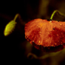 Képeket vegyenek az Arany iskoláért!