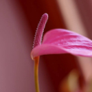 Képeket vegyenek az Arany iskoláért!