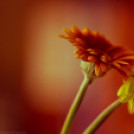 Képeket vegyenek az Arany iskoláért!