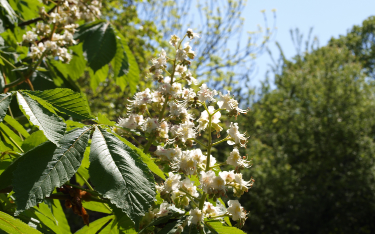 Segítsünk a Jószolinak!