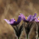Képeket vegyenek az Arany iskoláért!