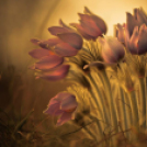 Képeket vegyenek az Arany iskoláért!