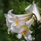 Képeket vegyenek az Arany iskoláért!