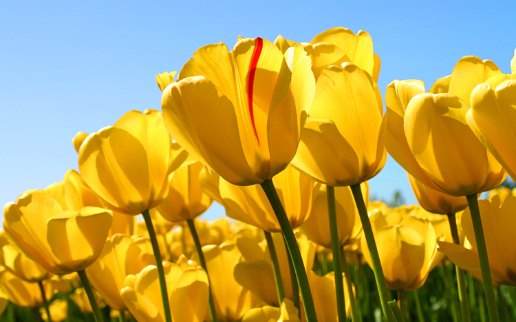 Virágos Dunaújvárosért - lehet pályázni