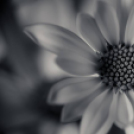 Képeket vegyenek az Arany iskoláért!