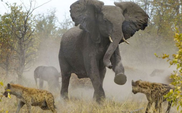 Távhő-csata és a fű