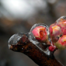 Képeket vegyenek az Arany iskoláért!