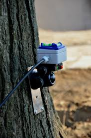 Az alpolgármester a platánokról