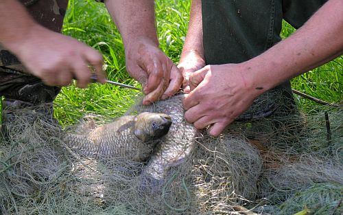 Orvhalászat, lopás, állatkínzás