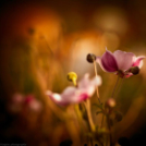 Képeket vegyenek az Arany iskoláért!