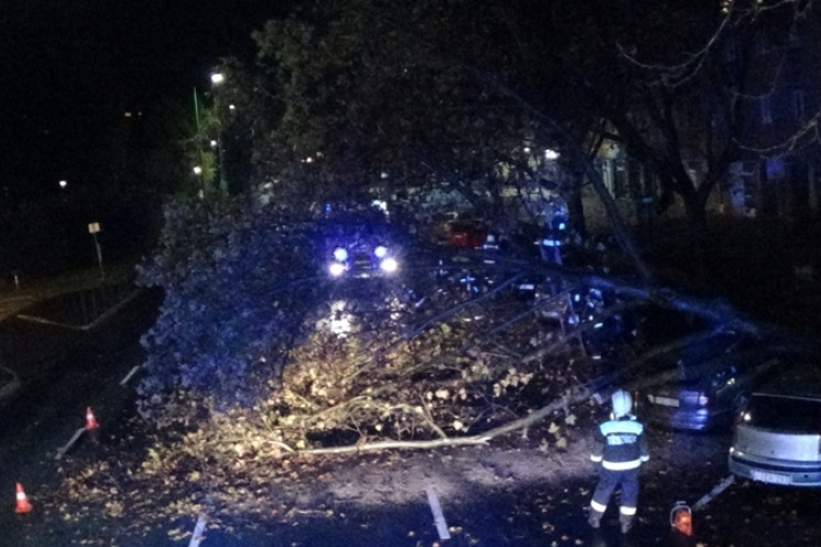 A politika és a platánok