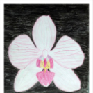 Képeket vegyenek az Arany iskoláért!