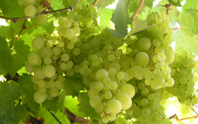 Szüreti fesztivál és felvonulás