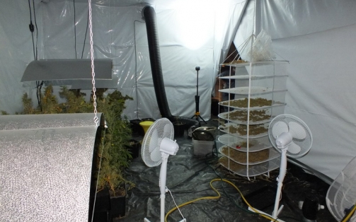 Kábítószer ültetvény a padláson