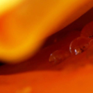 Képeket vegyenek az Arany iskoláért!