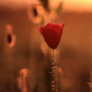 Képeket vegyenek az Arany iskoláért!