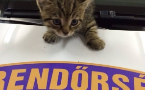 Az iváncsai rendőrök és a kiskandúr