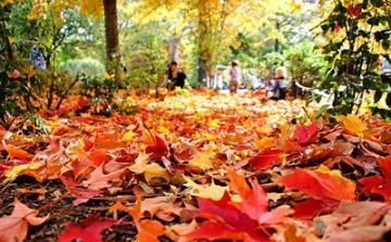 Az ősz szépségei 