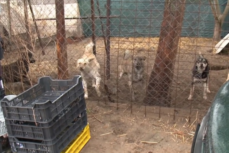 Horrorkörülmények között tart 62 kutyát egy debreceni asszony - VIDEÓ