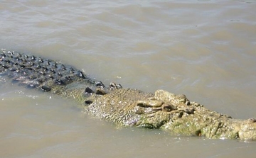 Krokodil falt fel egy horgászt az ausztrál Adelaide folyóban